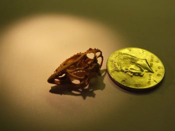 Media type: image;   Herpetology R-18364
